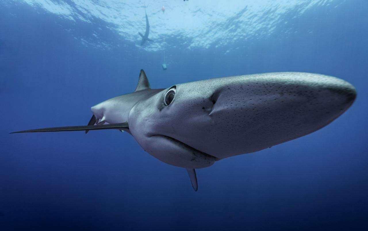Blue shark in the shafts of Atlantic light, Azores