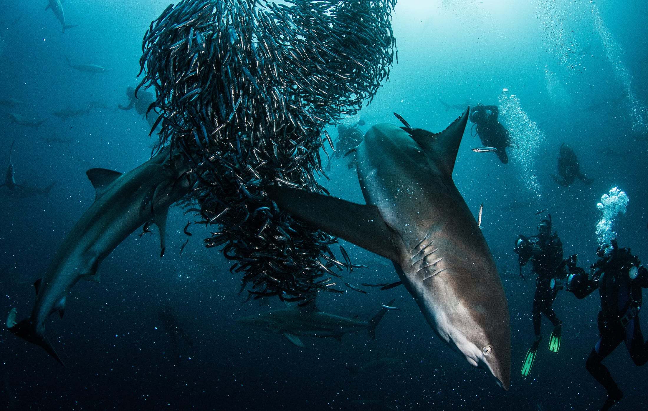 Requin et baitball de sardines avec des plongeurs, Sardine Run, Afrique du Sud