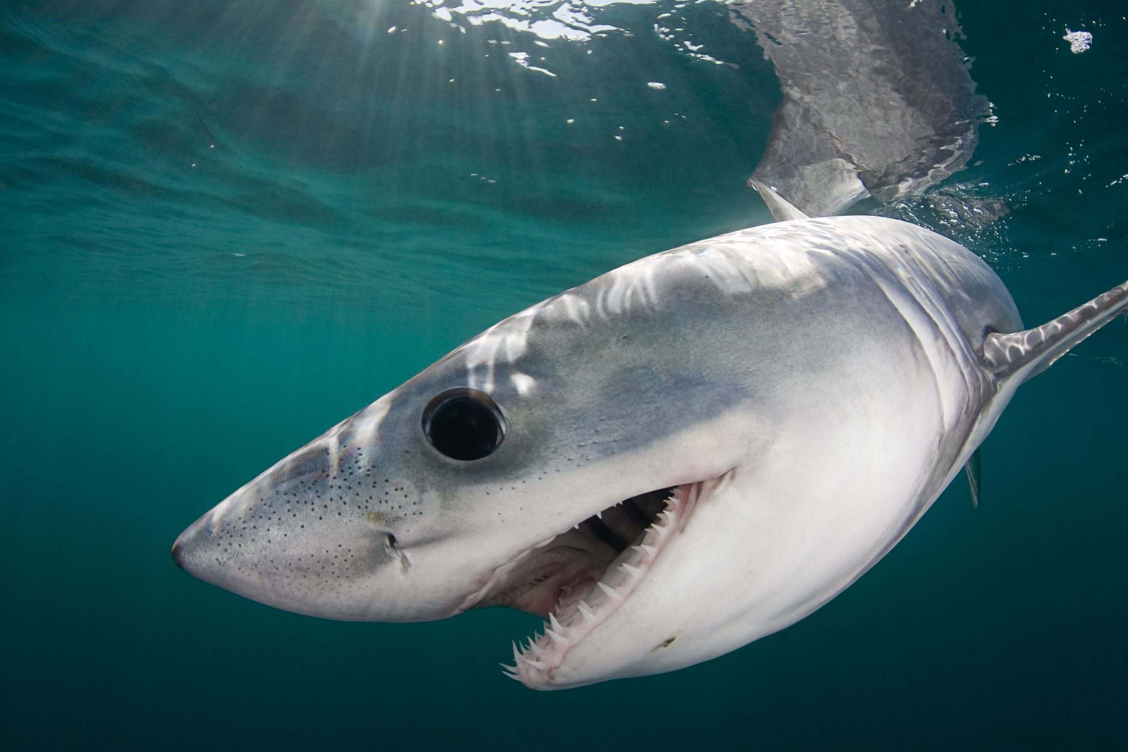 Requin-taupe commun juste sous la surface, gueule entrouverte, dans les rayons du soleil