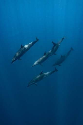 Dauphins