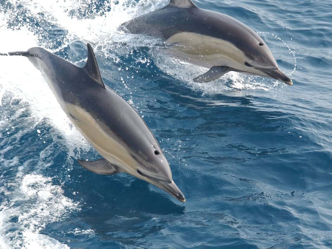 Dauphins