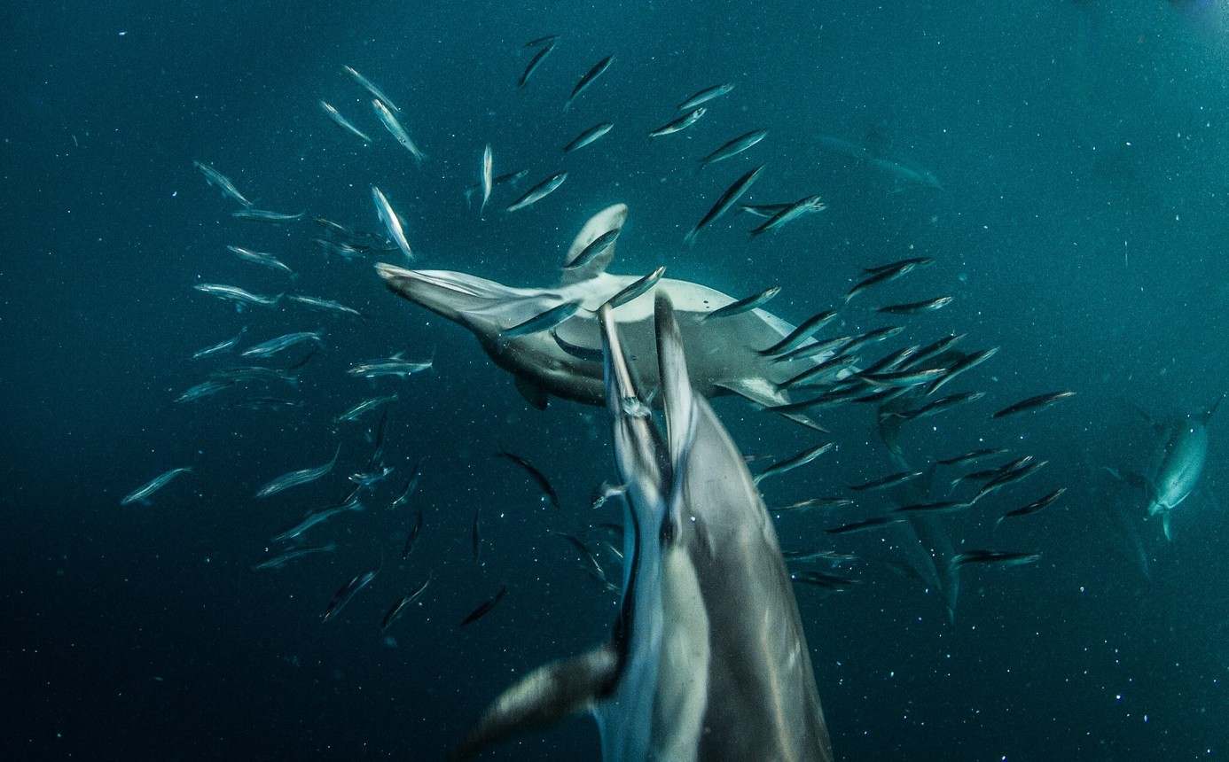 Dolphins