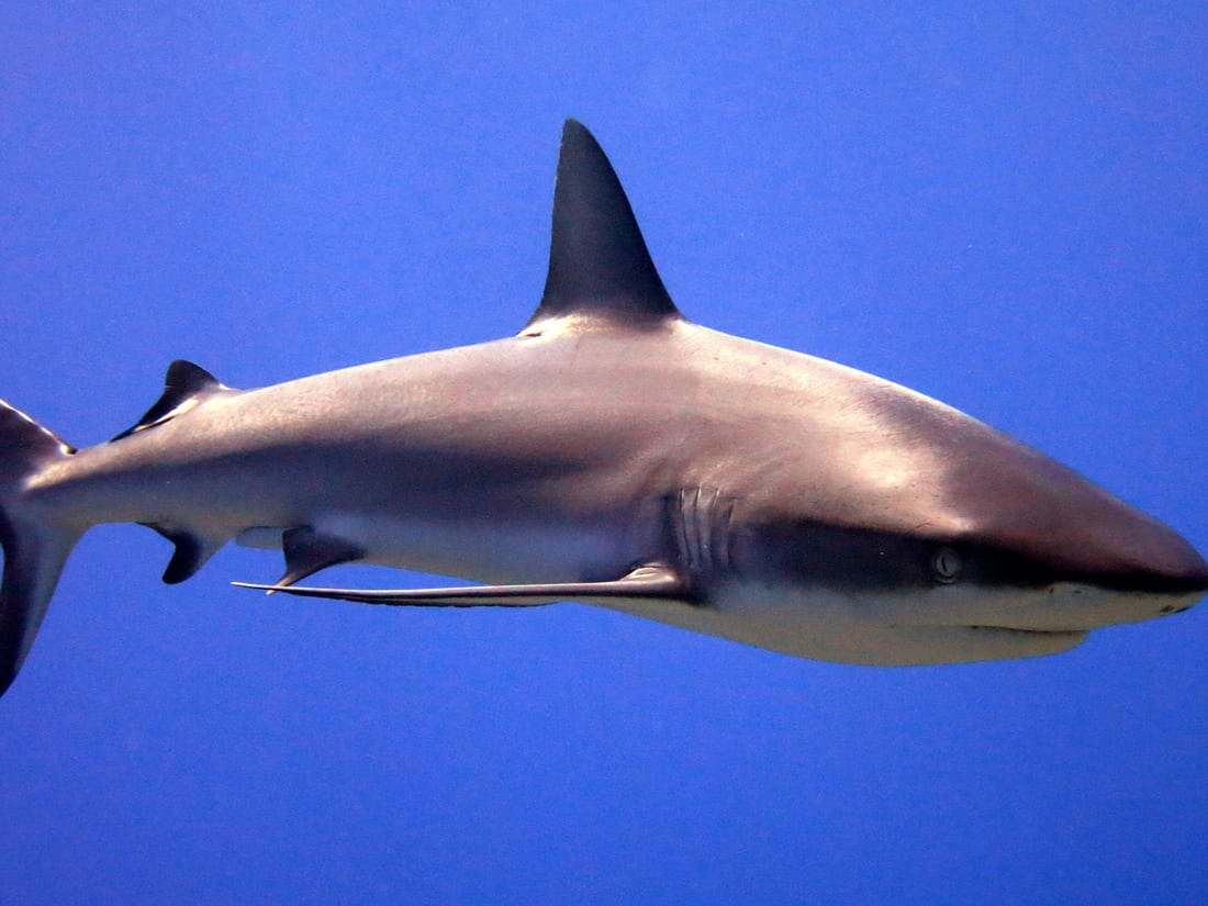 Whitetip reef shark