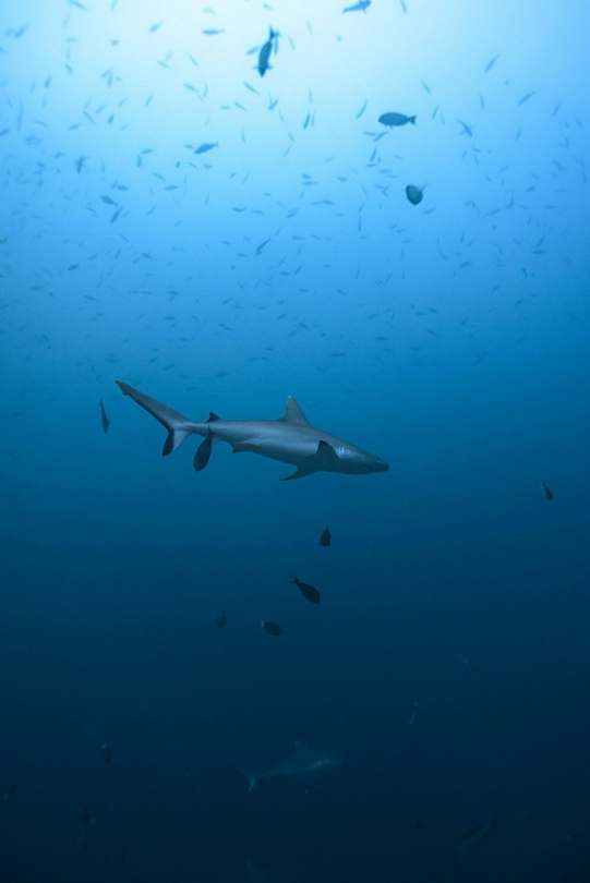 Requin gris de récif