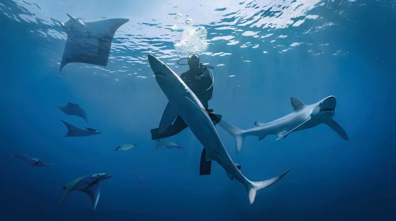 A diver surrounded by blue sharks and mobula rays in the open blue
