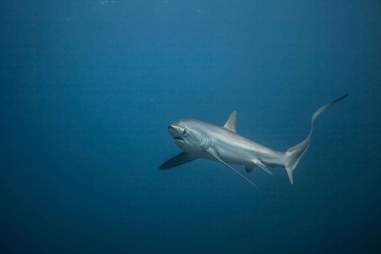 Pelagic thresher shark and its long caudal fin, Malapascua, Philippines