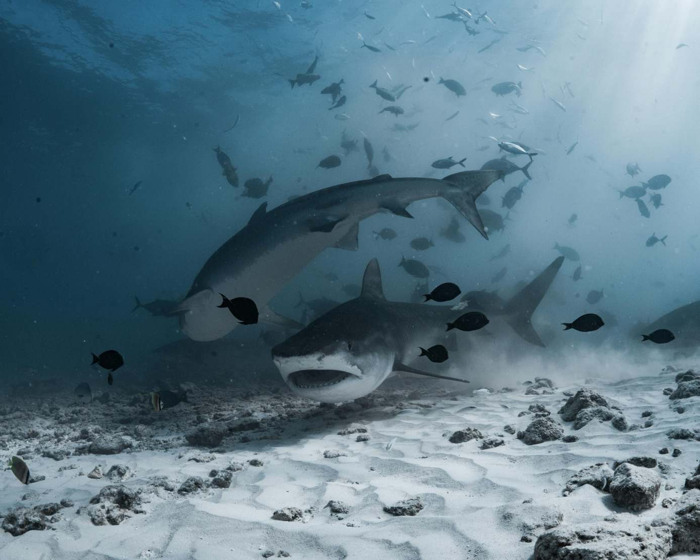 Requins-tigres au-dessus du fond sableux dans le Grand Sud, Maldives (Fuvahmulah)