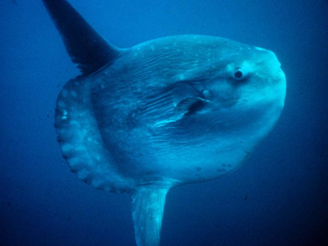 Mola-molas (poissons-lunes)