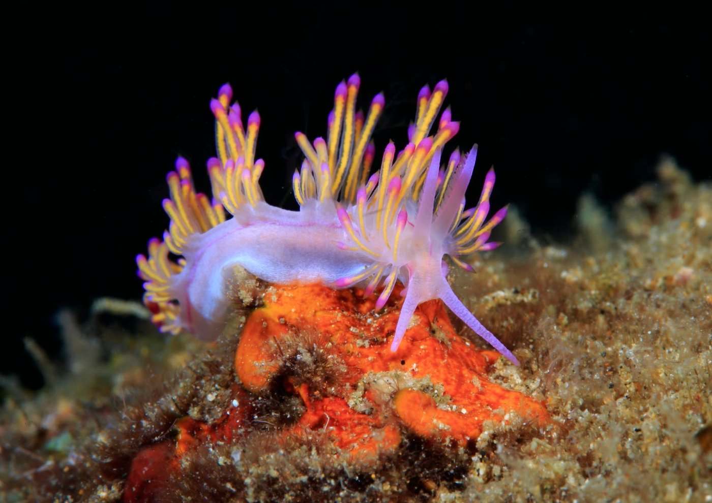 Nudibranches
