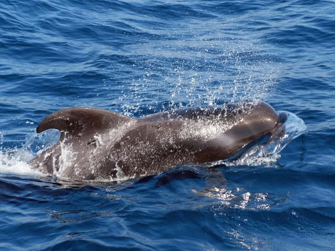 Dauphins et baleines pilotes