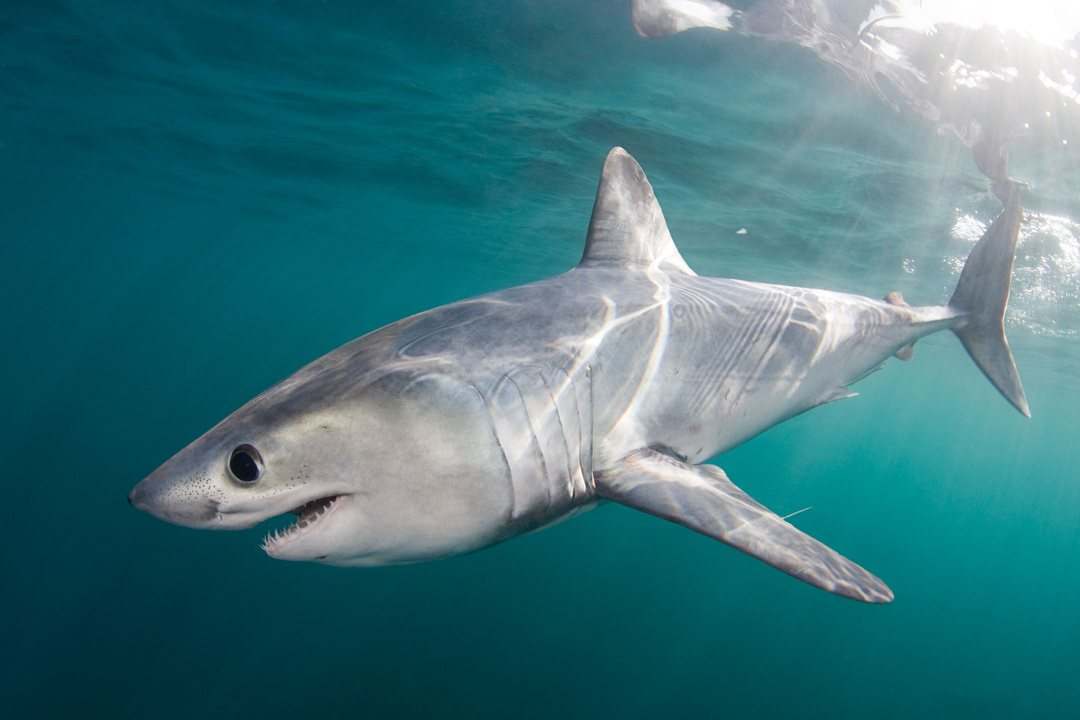Requin-taupe commun