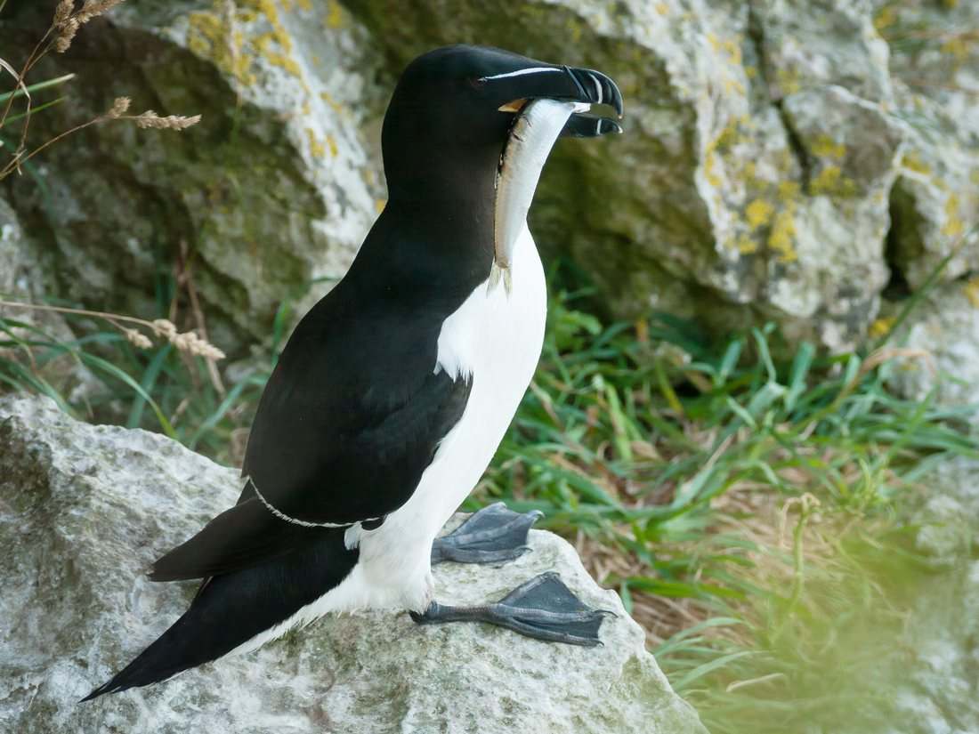 Pingouin torda