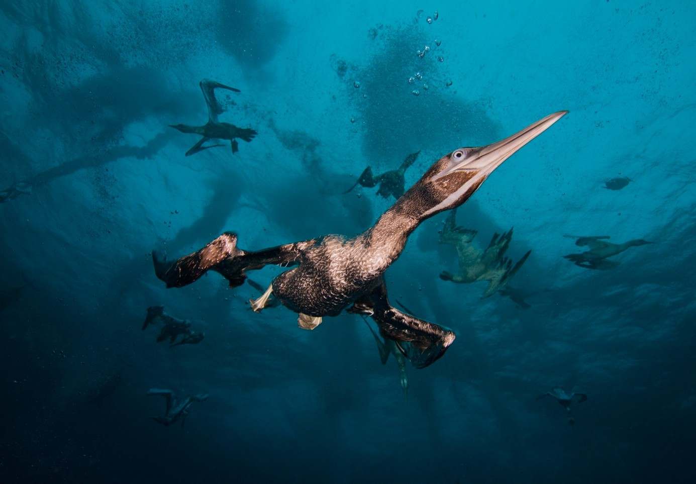 Seabirds hunting