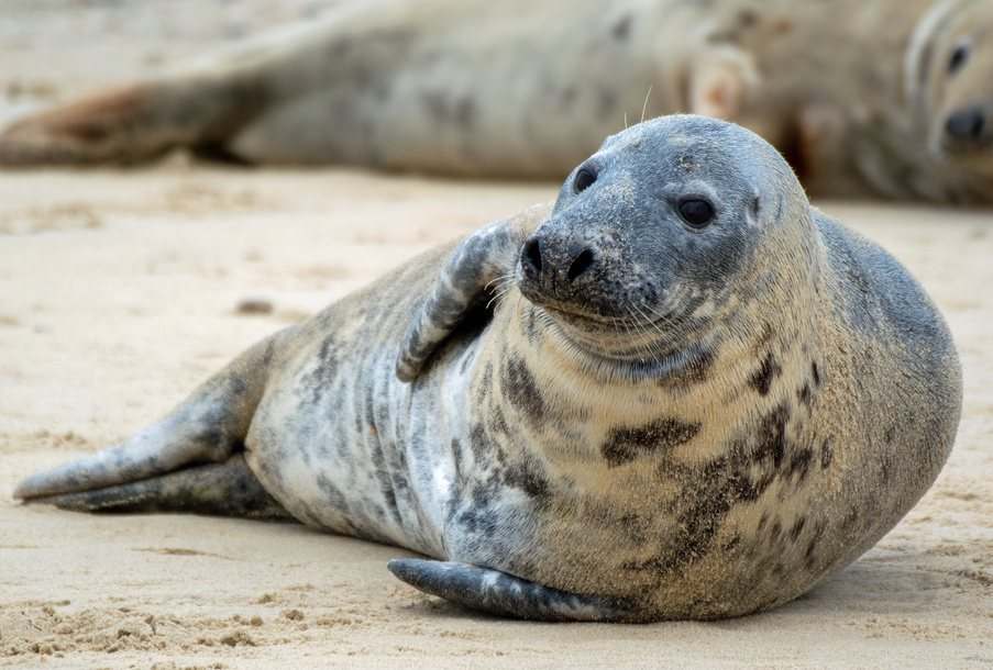 Phoque gris