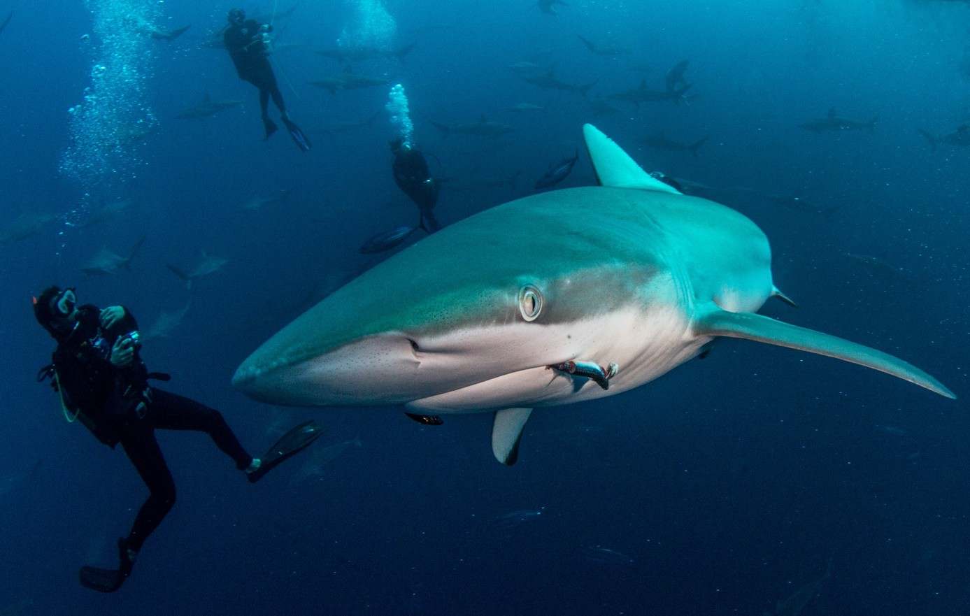 Sharks