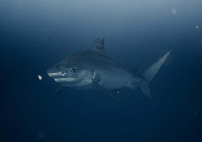 Requin-tigre