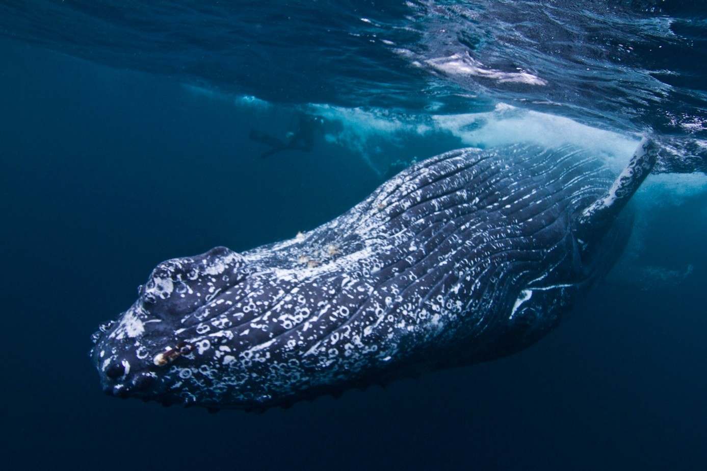 Whales